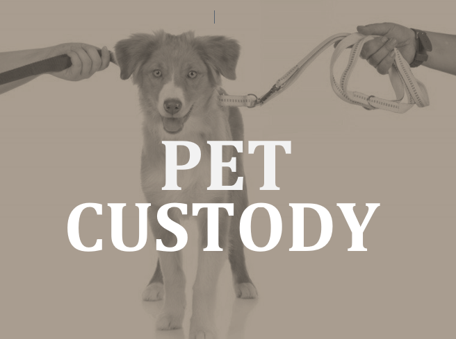 Ottawa lawyer Timothy Sullivan on pet custody