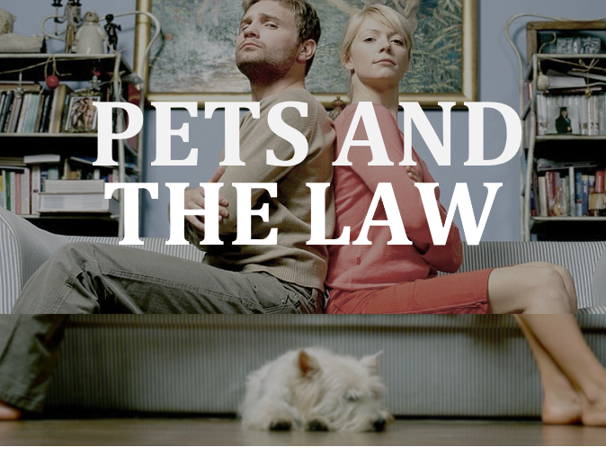 Lawyer Emily Murray reviews the law and pets in Ontario
