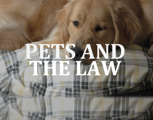 SullivanLaw lawyer Emily Murray on dog liability